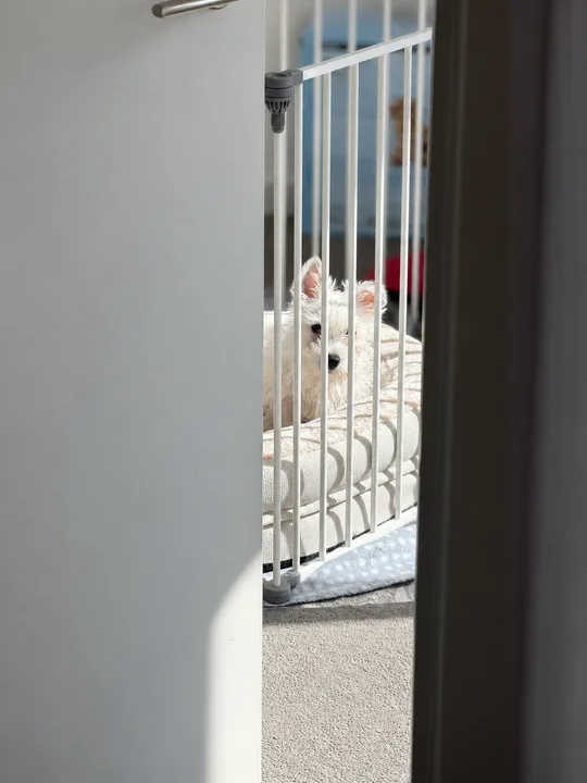 Belial peeking through his puppy gate.