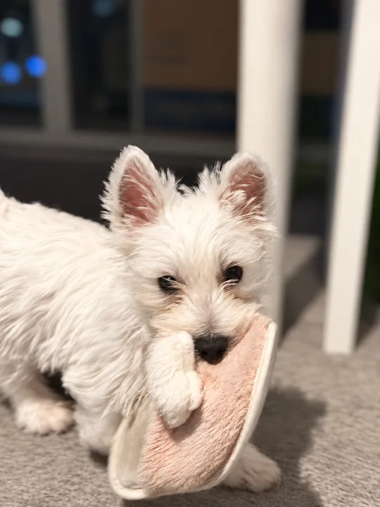 Belial holding a slipper between his paws.