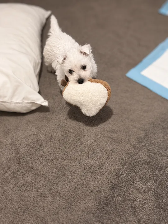 Belial carrying a soft toy shaped like a slice of bread.
